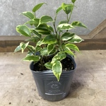 観葉植物　フィカス ベンジャミン　ラブリー