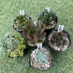 ！SALE！多肉植物ちび苗6種セット⑦