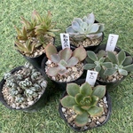 ！SALE！多肉植物ちび苗6種セット⑥