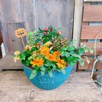 現品のみ♡ハロウィンピックつき【６種類たっぷり寄せ植え】ブルー系樹脂器♪可愛いガーデニング