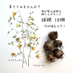🎵 【残り1点】メラスフェルラの球根　＊ 春が楽しみ秋植え