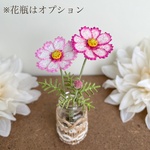 飾って楽しむ秋桜（ピンクピコティ）コスモス　こすもす
