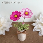 飾って楽しむ秋桜（濃いピンク）コスモス　こすもす