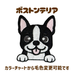 ボストンテリア