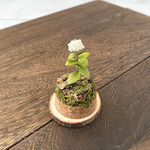 ミニチュア紫陽花　アナベル　1輪タイプ　ガラスケース入り　〜 あじさいの見える風景 〜　紫陽花
