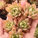 個人様＊専用ページ