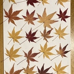 2023 もみじ　押し葉　ドライフラワー　紅葉