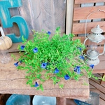 SALE♡【トレニアコンカラー斑入り寄せ植え】ネイビー系ブリキ鉢！素敵な色合い！お花ガーデニング