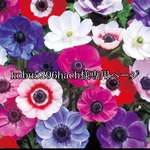 kobu5296hach様専用ページ