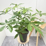 パキラ　実生　18【現品】観葉植物　室内　6号　人気