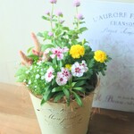 ❀テルスターとマリーゴールド　秋のおしゃれなお花の寄せ植え　