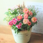 ❀ジニアとピンクのお花　可愛さ溢れる　秋のおしゃれなお花の寄せ植え　
