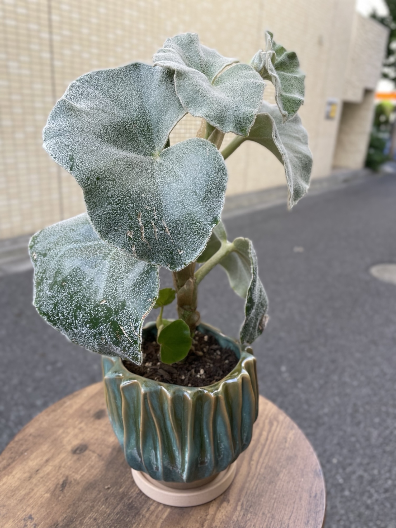 ベゴニア・ヴェノーサ　木立ちベゴニア　観葉植物