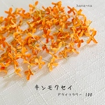 🔸香るキンモクセイ 100  ＊ ドライフラワー