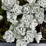白雪ミセバヤ　セダム　多肉植物