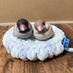 オーダー💕鳥ちゃんの為の皿巣(浅) Ver1.0【ヘブンリーブルー】