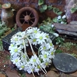 ミニチュアの花「爽やか…ディジーのリース」