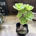 緑法師♡立派♡ユニークな多肉植物♡黒法師