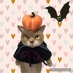 no. 383 ハロウィン仕様の茶猫さん