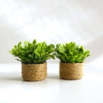 ミニチュア 低ツリー 観葉植物 植木 花 雑貨 インテリア グリーン 小さい 装飾品 キッチン 収納 家具