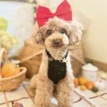 ペット用カチューシャ・フェルト生地のリボン(赤)