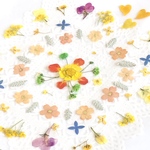 押し花＊小花いろいろ(黄色系)-10