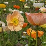 snow－fennec様  専用