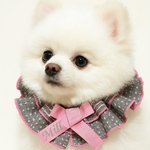 変わり織ニット　ニット生地に端をメロー始末リボンは名前入りペットスタイ　ピンク