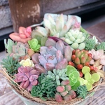 多肉植物寄せ植え　グリーンバケツ