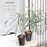 再入荷🍃観葉植物 ボトルツリー ブラキキトン 4号 高さ約50cm 希少品種 おしゃれ インテリア 室内 リビング