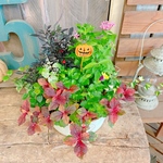 現品のみ♡ハロウィンピックつき【7種類たっぷり寄せ植え】白系ブリキ鉢♪おしゃれガーデニング
