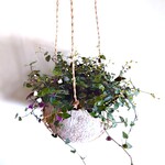 ●数量限定●　ハートの葉＆可憐な眠る花　”ブライダルベール　cocoハンギングプランターセット”観葉植物　おしゃれ　壁掛け　吊るす　ツル　ハーブ　インテリア　ギフト　プレゼント　北欧