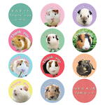 モルモット Thank you シール 20枚セット