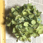 カフェ風に飾れる紫陽花ヘッド