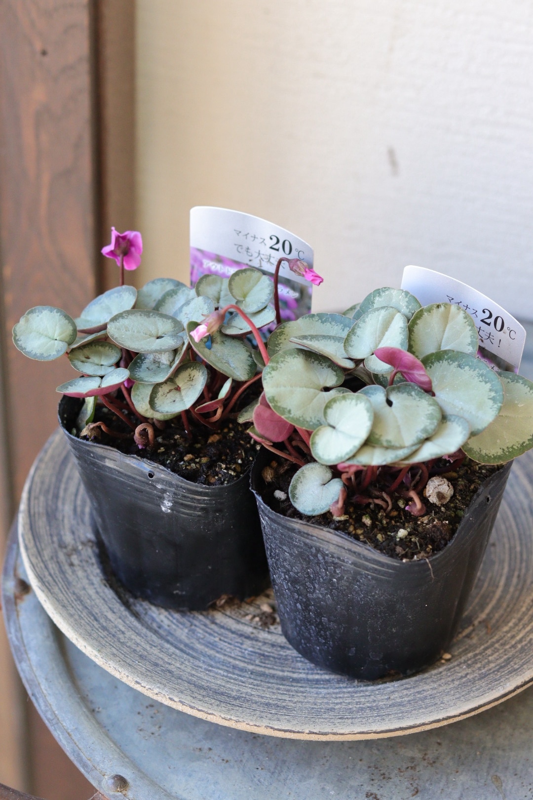 ボリューム苗♡パールアカシアナチュラル樽型鉢植えミモザ苗シルバーリーフ