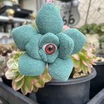 ④眼ケベリア　めけちゃん　マスコットキーホルダー