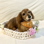 うちの子そっくり♡ずっといっしょに♡ダックスフンド☆ダックス　犬　