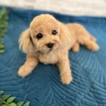 《受注製作》トイプードル♡キュートな癒し系♡羊毛フェルト