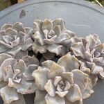 クリスペートビューティー　1ヶ＊カット苗・韓国苗・多肉植物