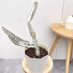 ユーフォルビア　ホワイトゴースト　2【現品】☆希少☆ 観葉植物　室内　5号