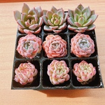 【レア品種】値下げ☆多肉植物9苗セット 土・根付き