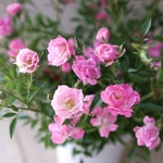 四季咲き♡ほほえみ♡ミニバラ♡極小輪バラ♡4寸鉢♡