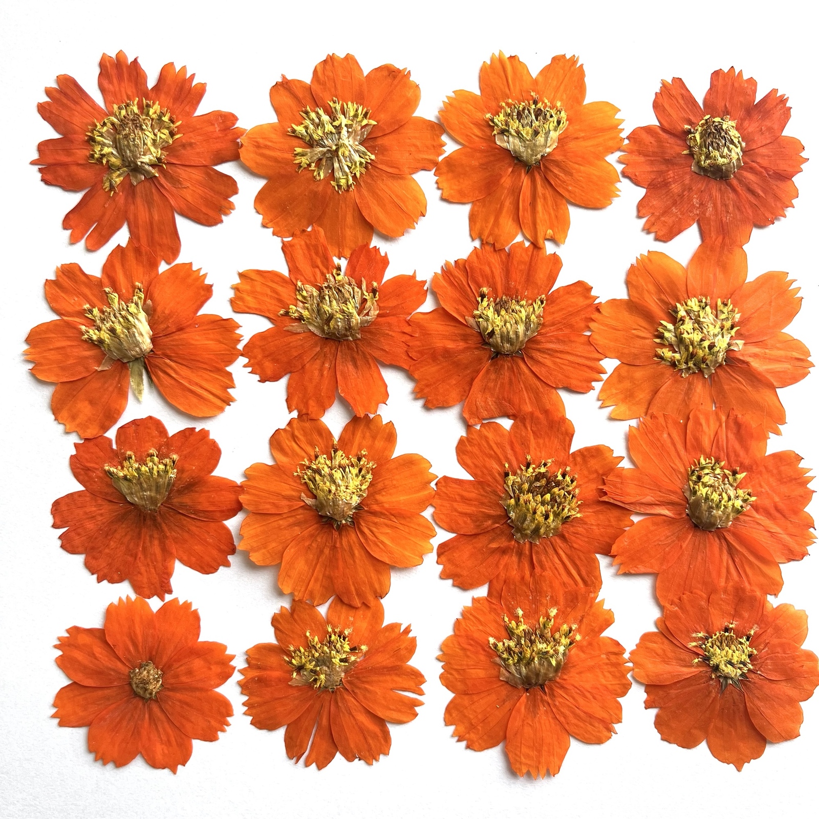 押し花　 NO.924 ケイトウ　シナガワハギ　　アッツ桜 押し花 NO.924 ケイトウ シナガワハギ アッツ桜