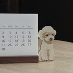 はじまり月が選べるトイプードルの卓上カレンダー