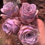 多肉植物　グリーノビア　パープルローズ　抜き苗　3-4cm 1株