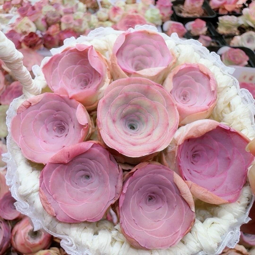 特価❣️ドロサンテマ キラキラ　レインボーキャンディーボール　抜き苗　１株 新入荷 ドロサンテマ キラキラ レインボーキャンディーボール