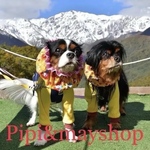 siro8823様ご注文の豆絞りスヌード（赤）9と（紺）13　うさちゃんのどじょうすくい