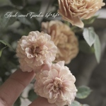 ミニバラ『モカ』　4寸ポット　1苗