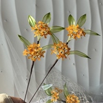 《9．10月限定》枯れない秋の贈り物🍂アメリカンフラワー金木犀　敬老の日　ギフト　インテリア　