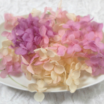 アナベル紫陽花　あじさい　アジサイ　プリザーブド　カシスフロート